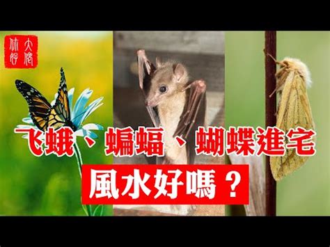 白蛾飛進家裡|【家裡出現飛蛾代表什麼】家裡出現飛蛾代表什麼？到。